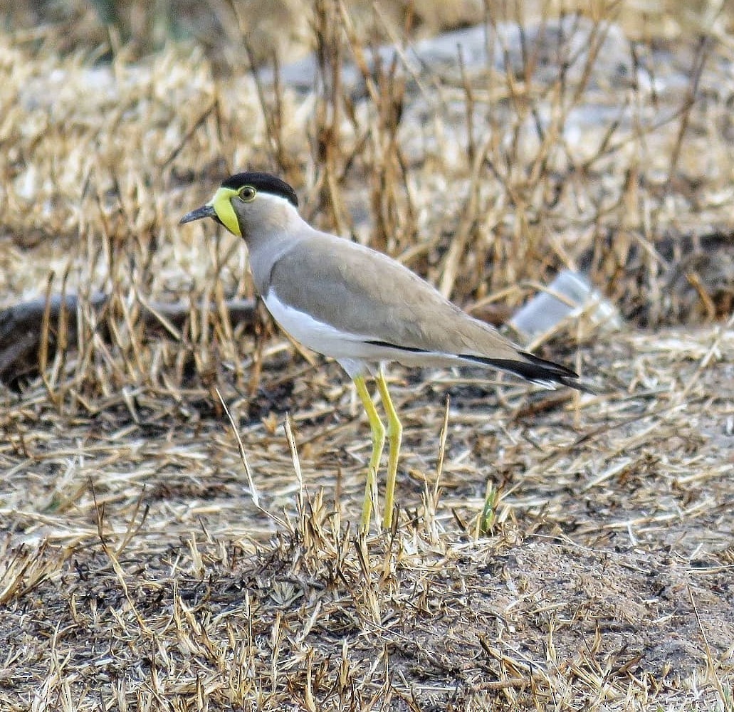 Yellow-wattled Lapwing - ML592376151