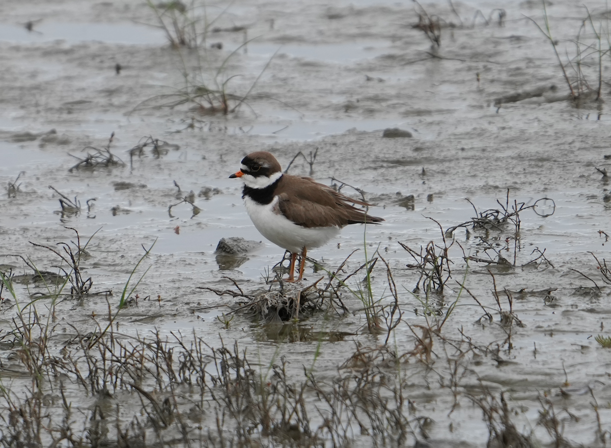 Semipalmated Plover - ML592376271