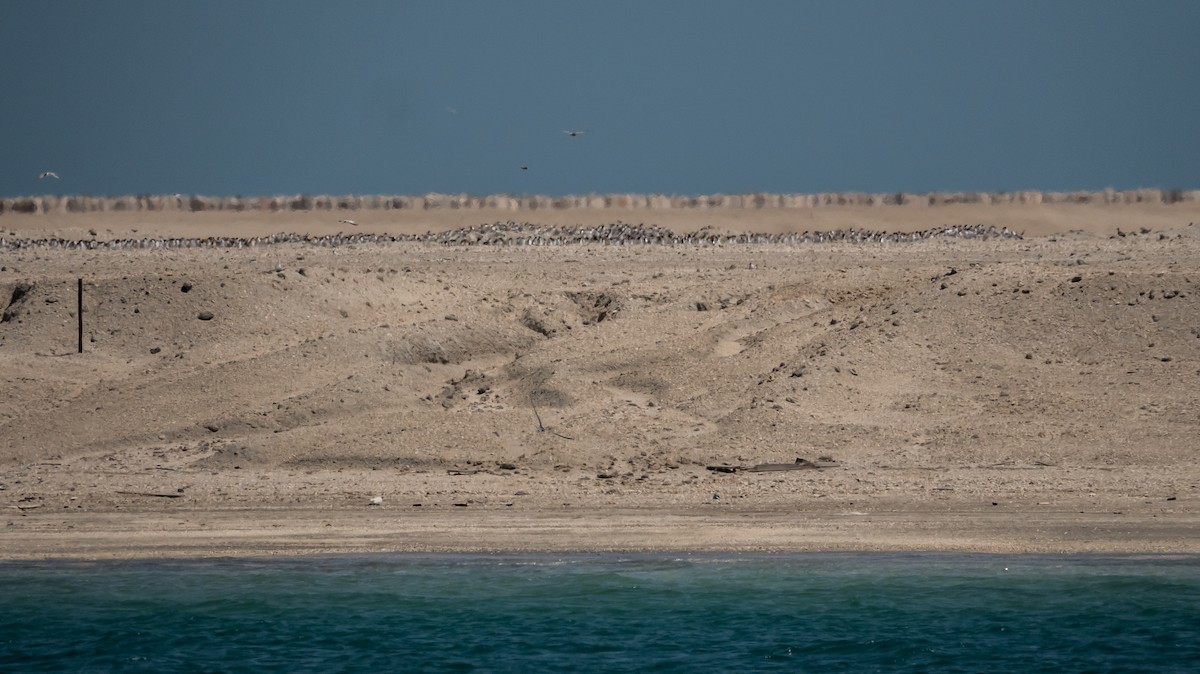 Lesser Crested Tern - Keith Wilson