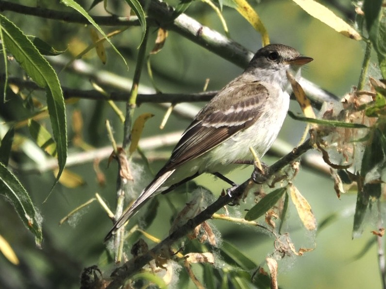 Willow Flycatcher (Southwestern) - ML592377031