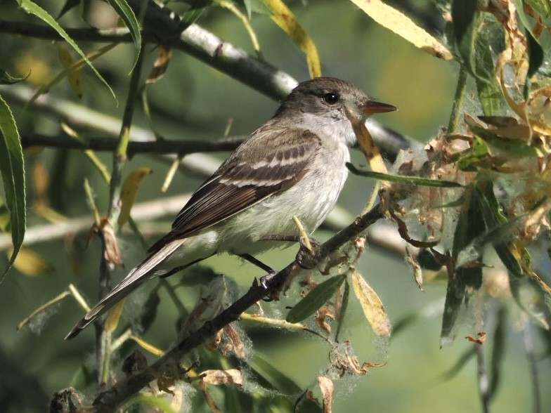 Willow Flycatcher (Southwestern) - ML592377051