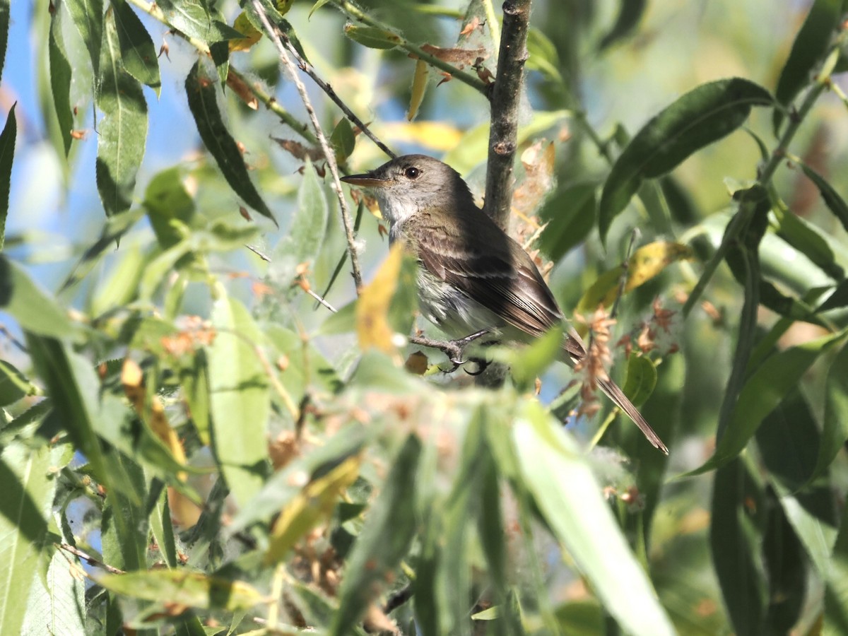 Willow Flycatcher (Southwestern) - ML592377061