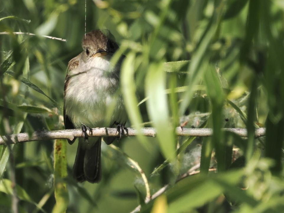 Willow Flycatcher (Southwestern) - ML592377071