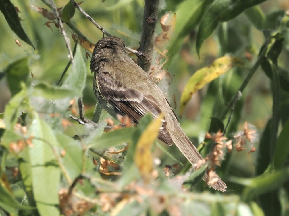 Willow Flycatcher (Southwestern) - ML592377081