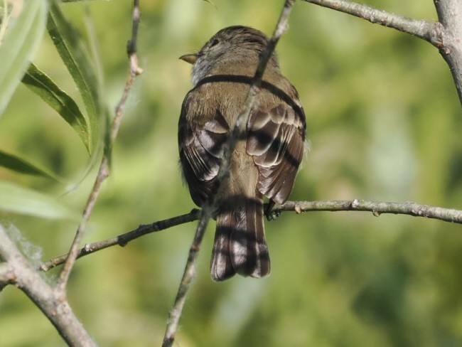 Willow Flycatcher (Southwestern) - ML592377091