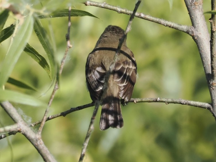 Weidenschnäppertyrann (extimus) - ML592377111