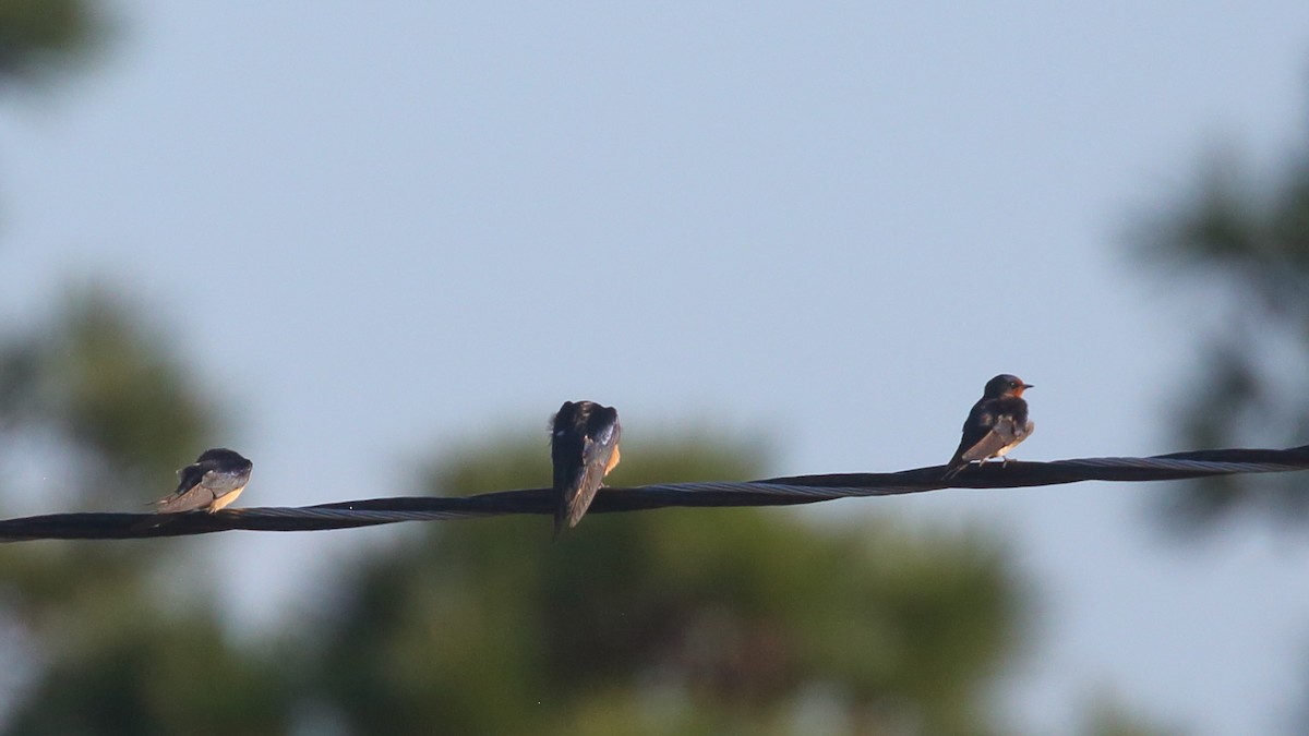 Barn Swallow - ML592377191