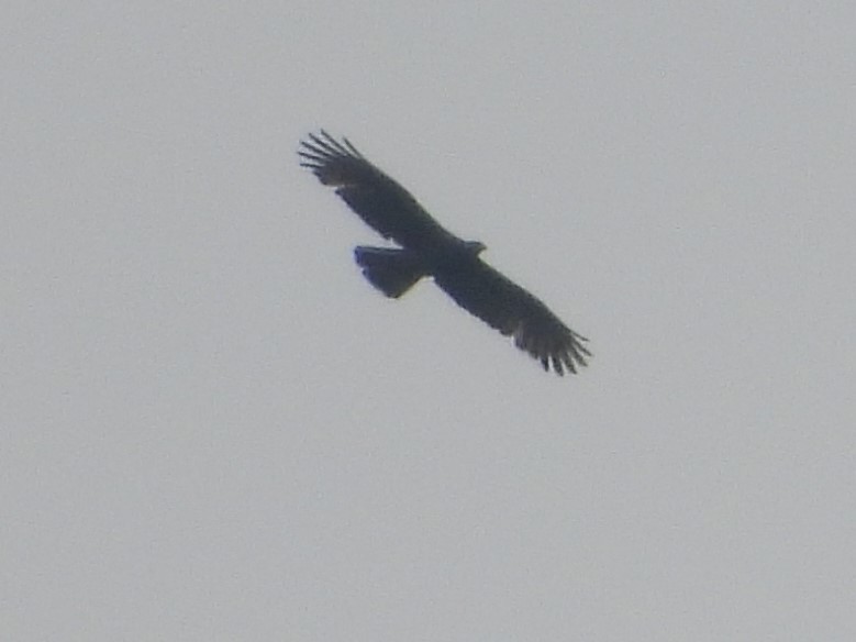 Oriental Honey-buzzard (Northern) - ML592377451