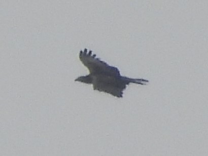 Oriental Honey-buzzard (Northern) - ML592377461