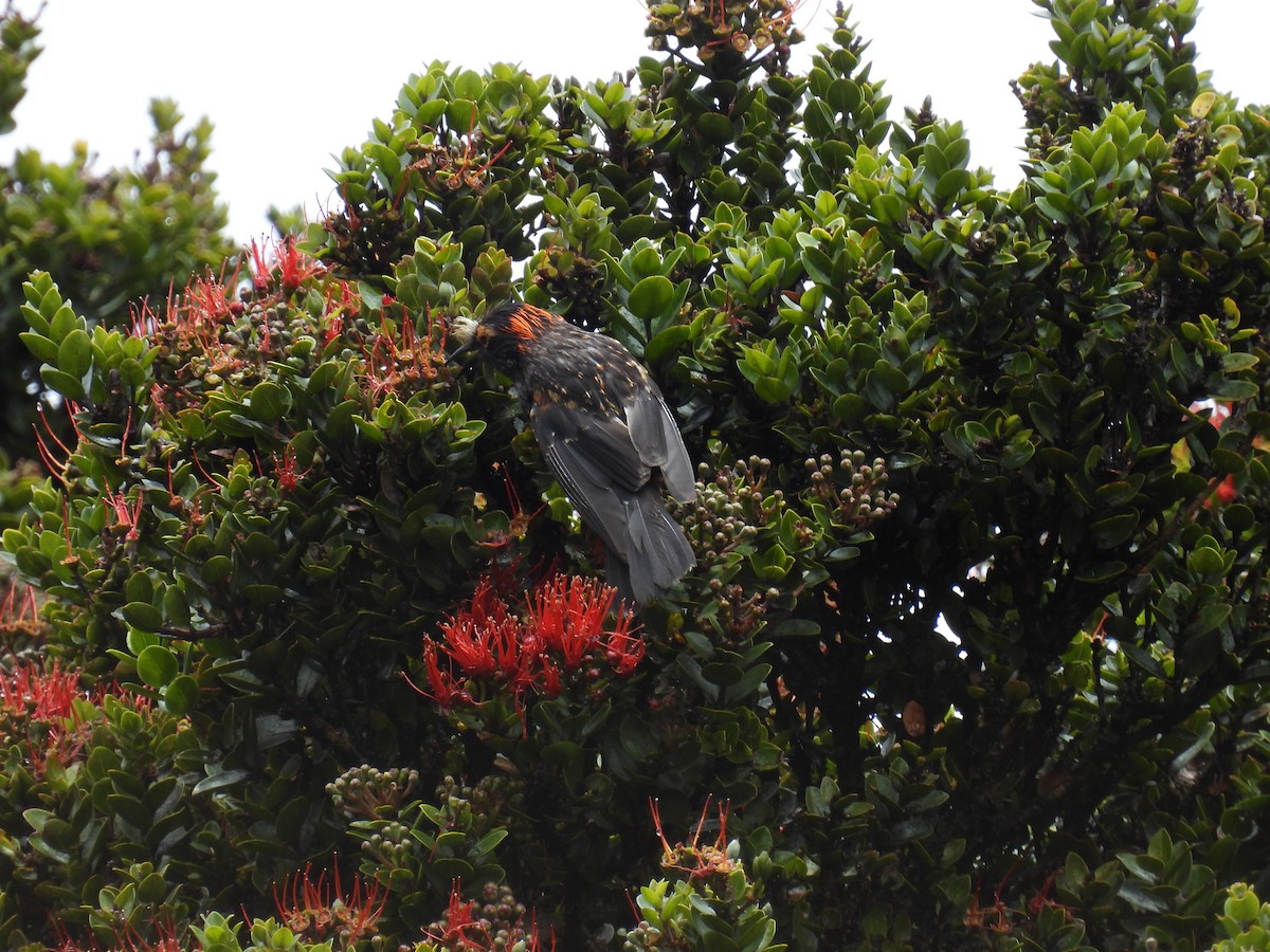 Haubenkleidervogel - ML592377501