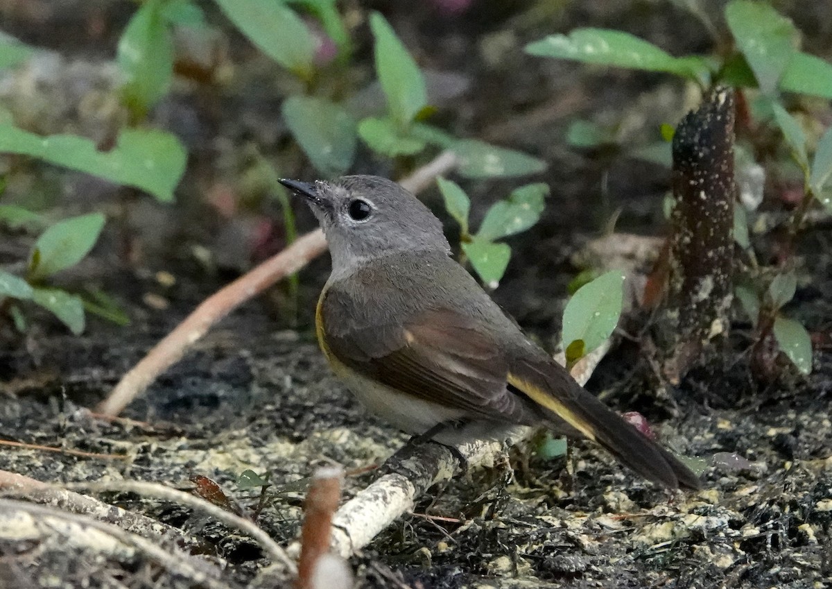 American Redstart - Thomas Jackman