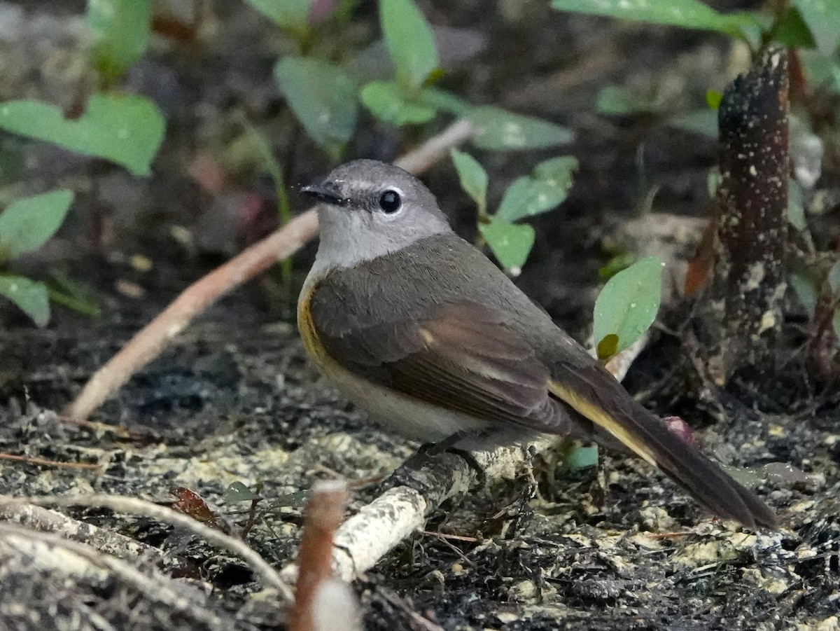 Rotschwanz-Waldsänger - ML592377611