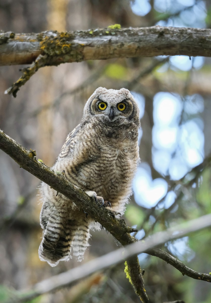 Great Horned Owl - ML592377861