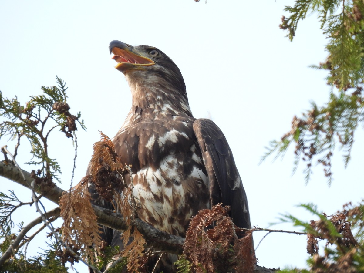 Bald Eagle - ML592378481