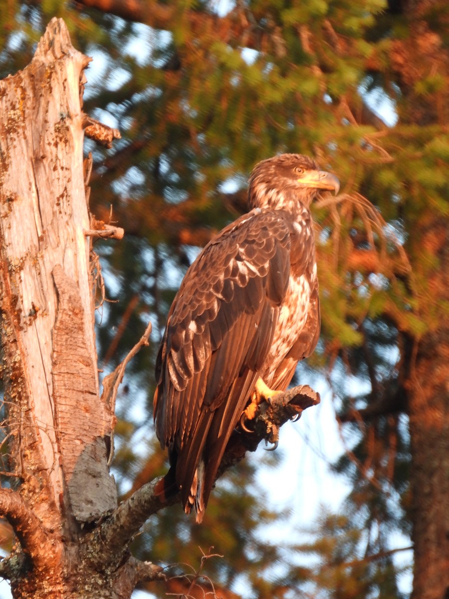 Bald Eagle - Richard Cimino