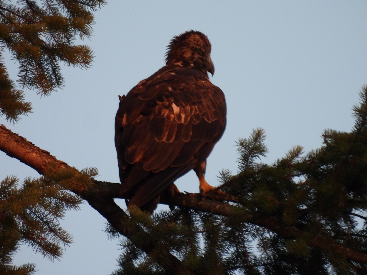 Weißkopf-Seeadler - ML592378941