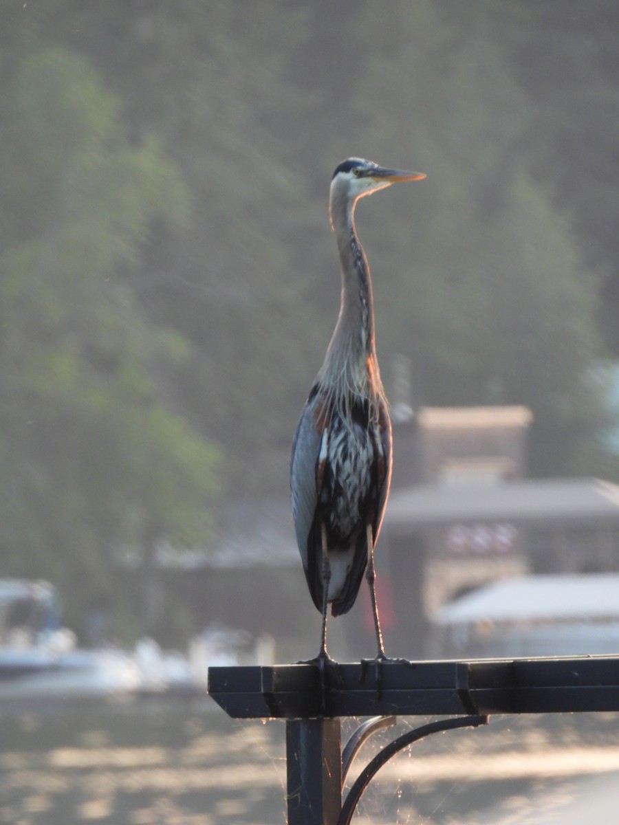 Great Blue Heron - ML592379151