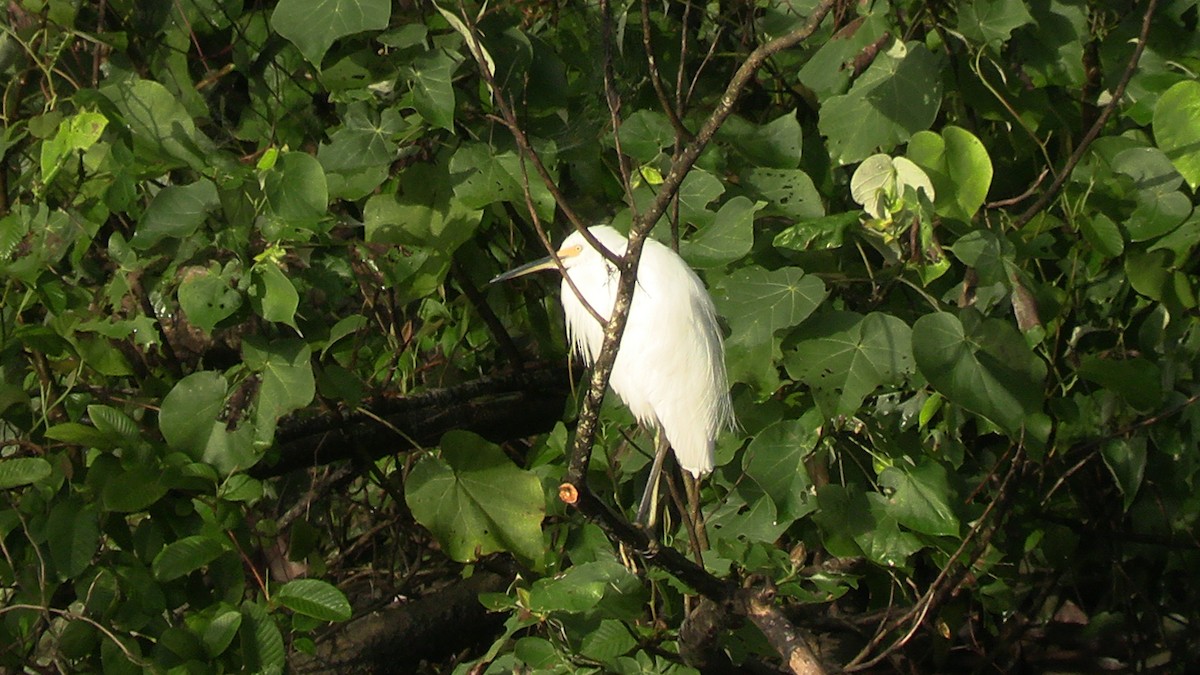 Little Egret - ML592379281