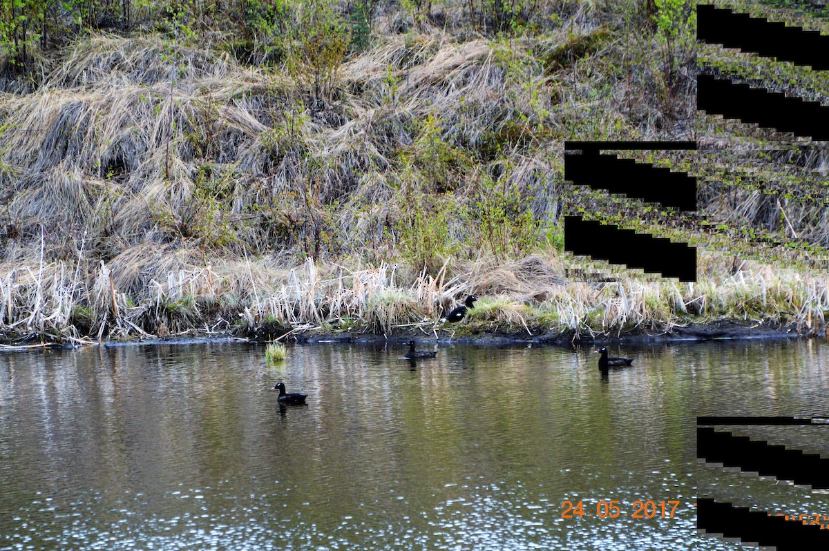 White-winged Scoter - ML59237931