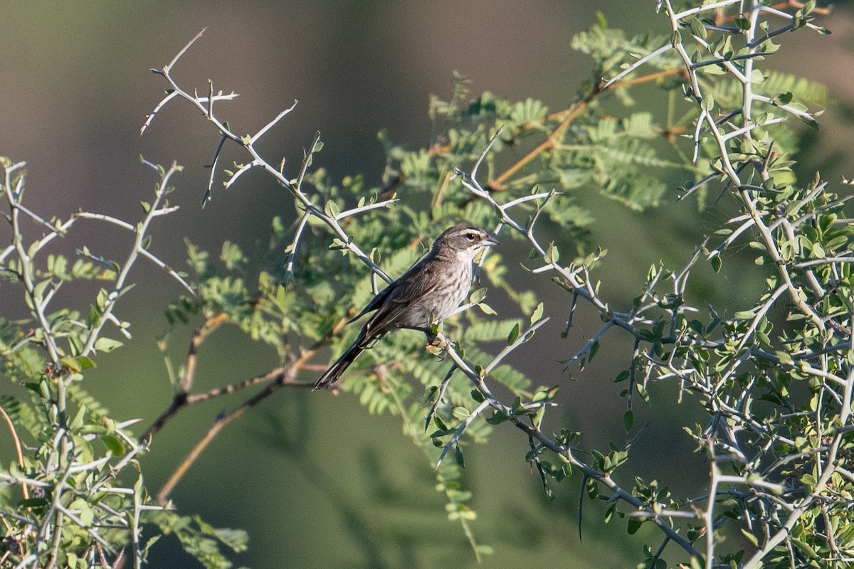 Black-throated Sparrow - Kyle Matera