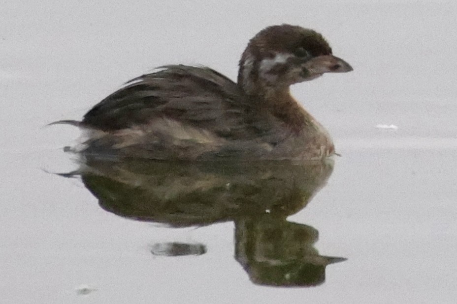 Pied-billed Grebe - ML592380891