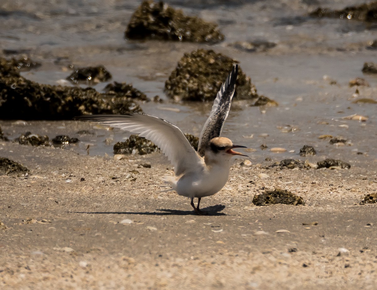 Saunders's Tern - ML59238171