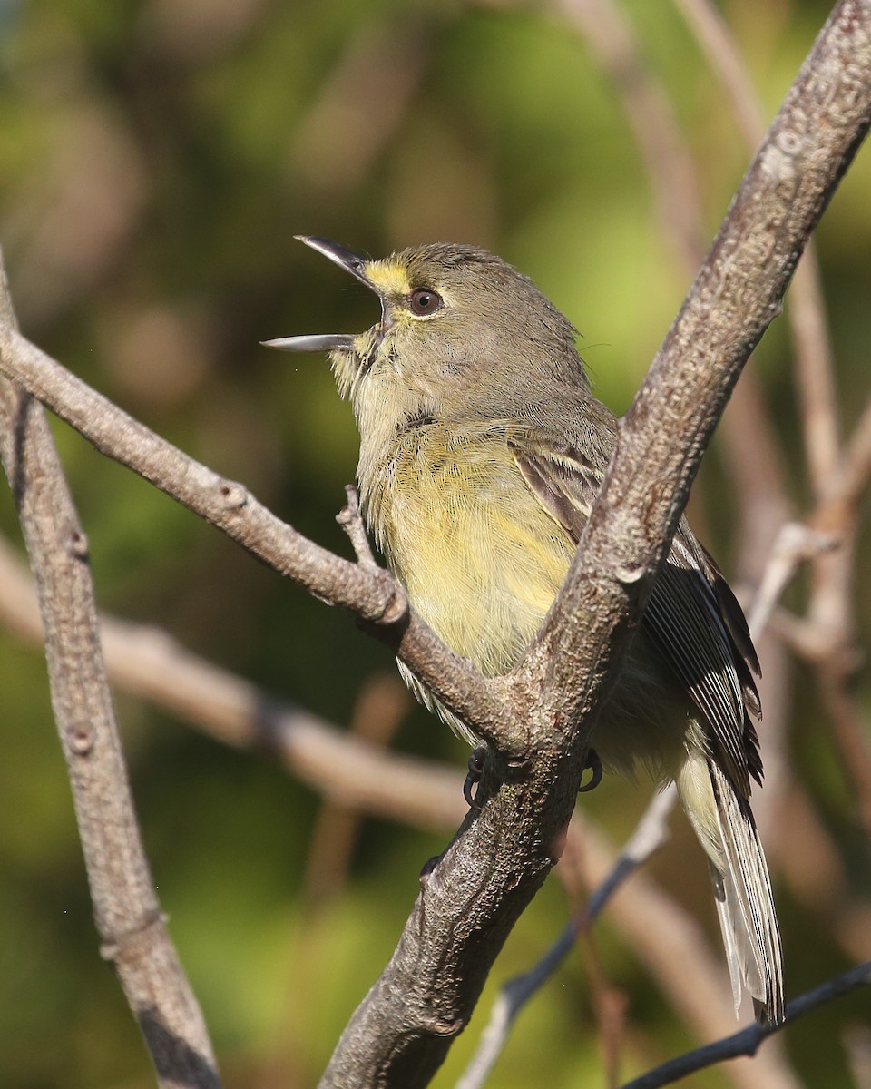 Thick-billed Vireo - Bruce Robinson