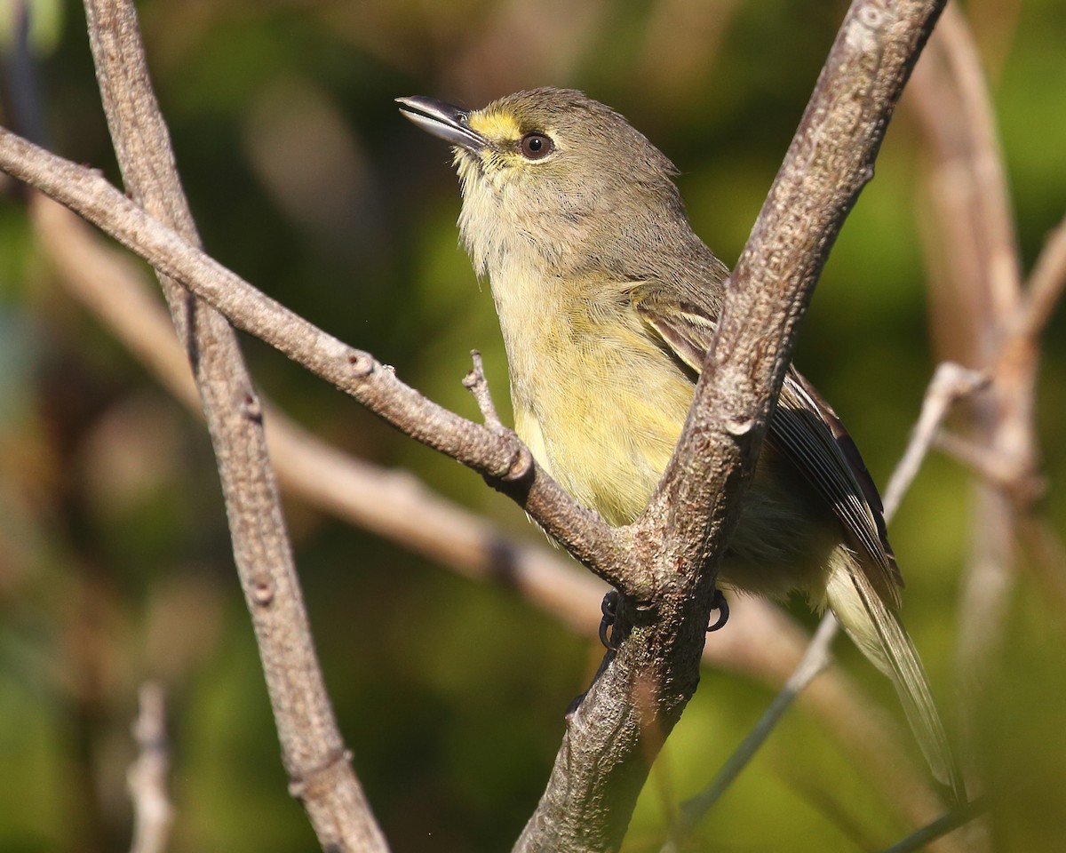 Kalın Gagalı Vireo - ML592382431