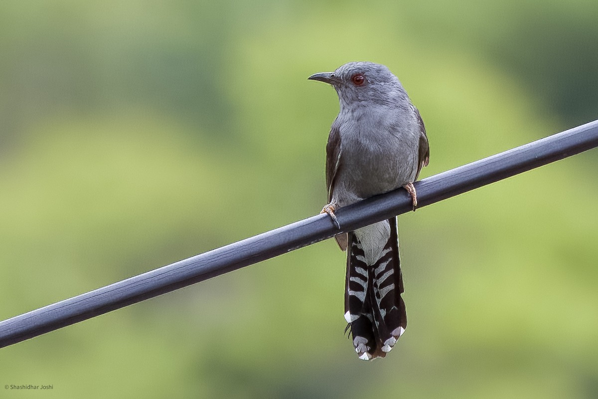 Gray-bellied Cuckoo - ML592383011