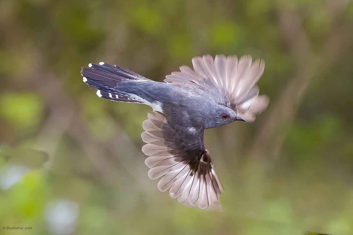 Gray-bellied Cuckoo - ML592383031