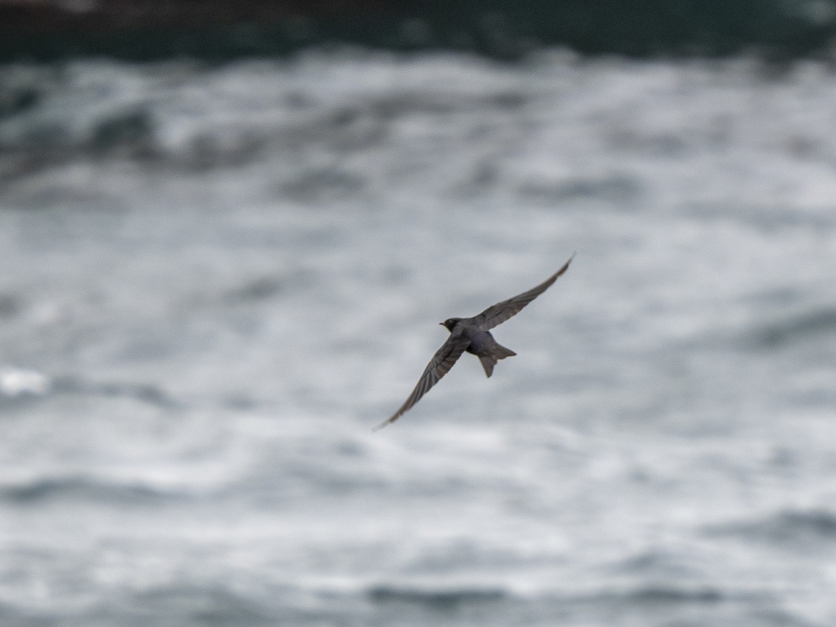 Golondrina de Galápagos - ML592383721