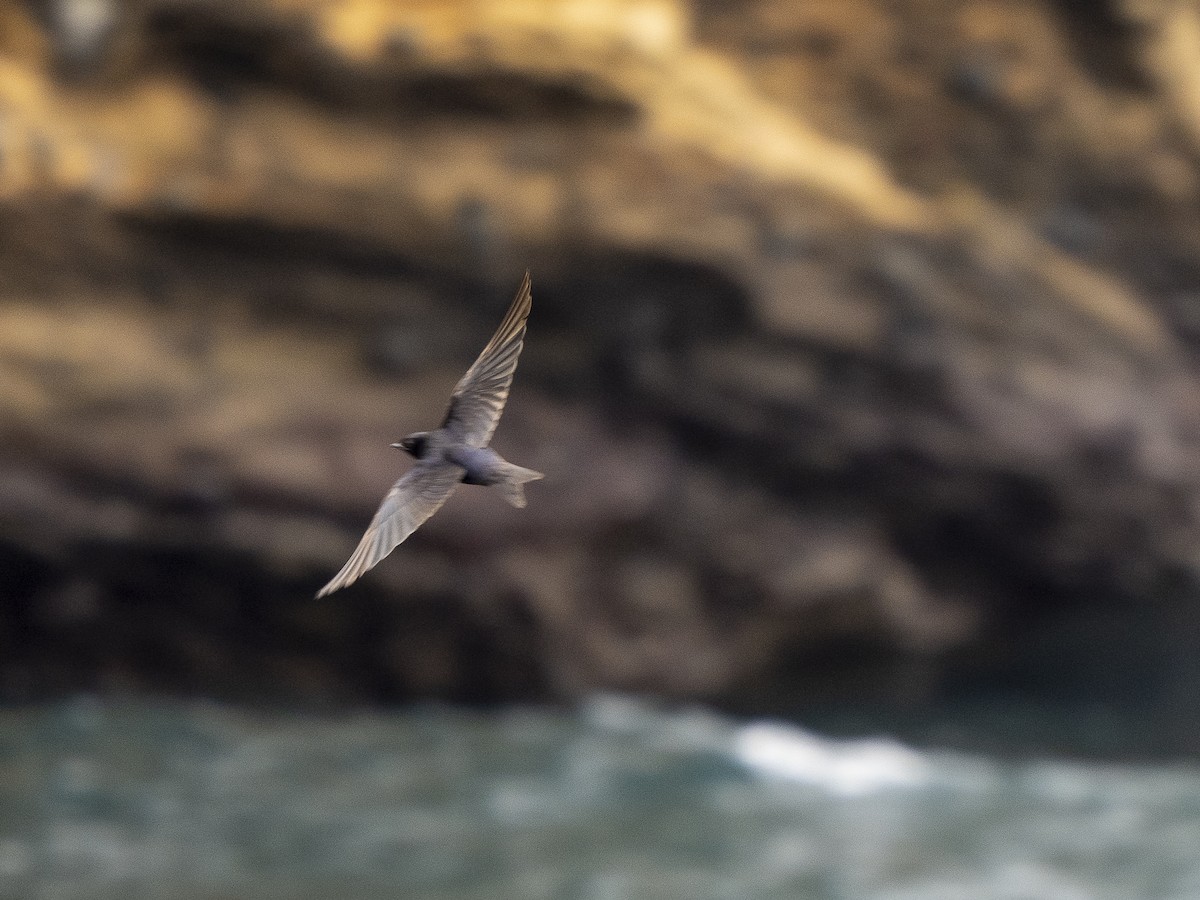 Golondrina de Galápagos - ML592383801