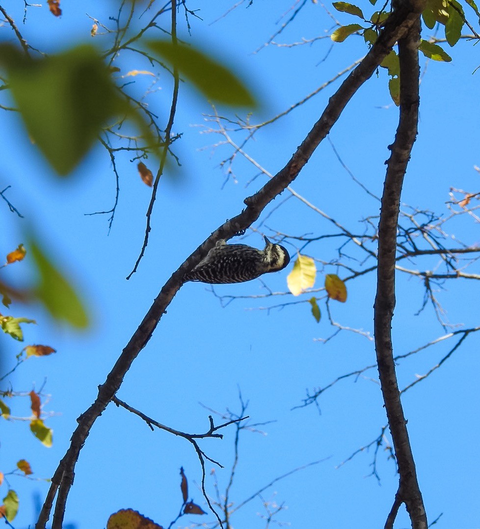 Striped Woodpecker - Valeria  Martins