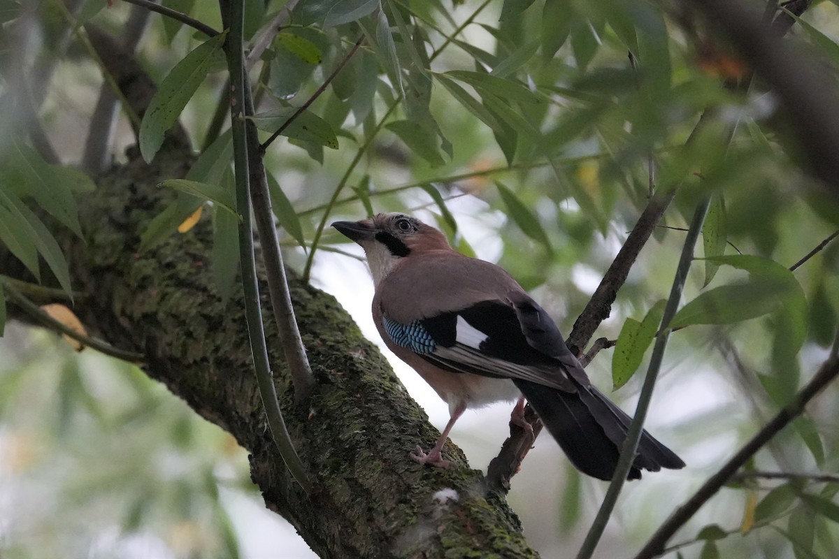 Eurasian Jay - ML592384311