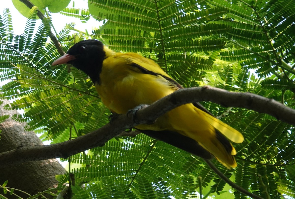 Black-hooded Oriole - ML592384371