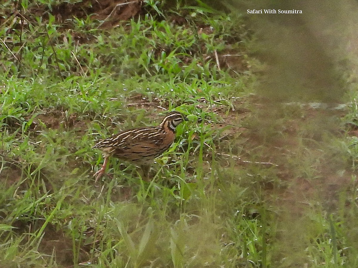 Rain Quail - ML592384771