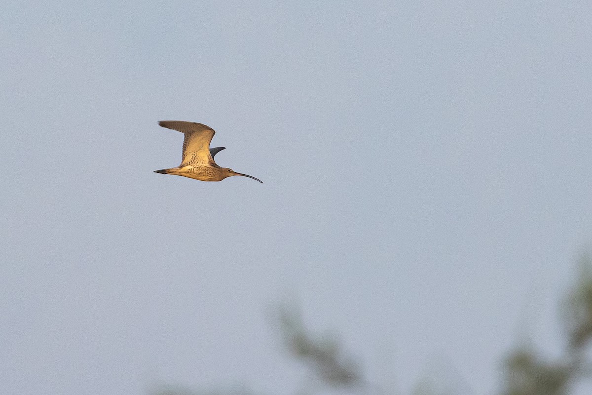 Eurasian Curlew - ML592384831