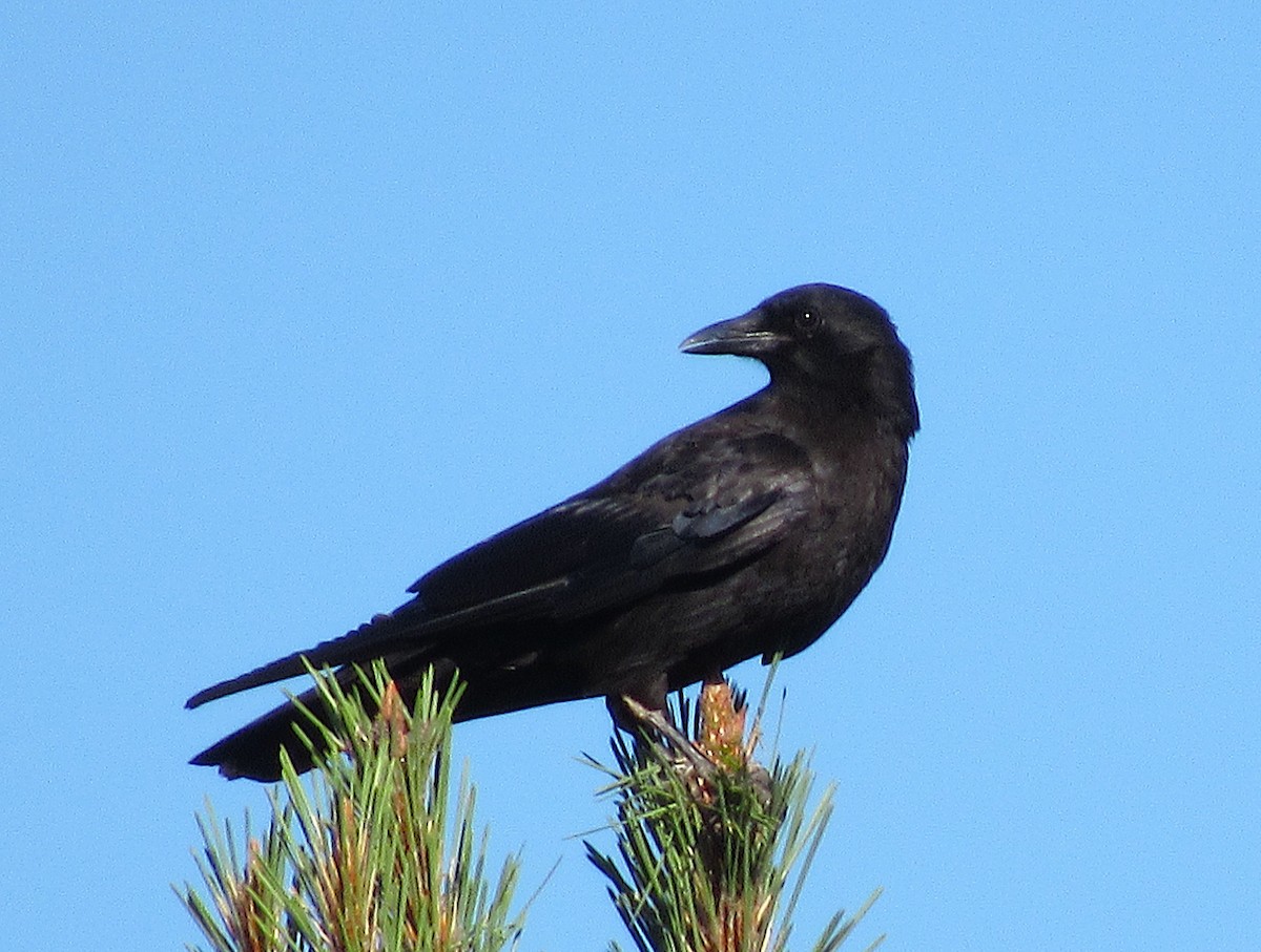 American Crow - ML592385611