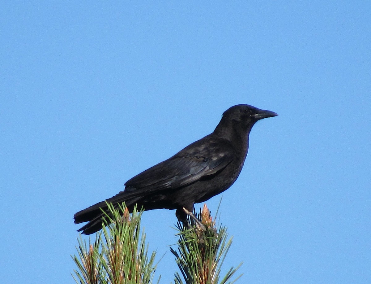 American Crow - ML592385651