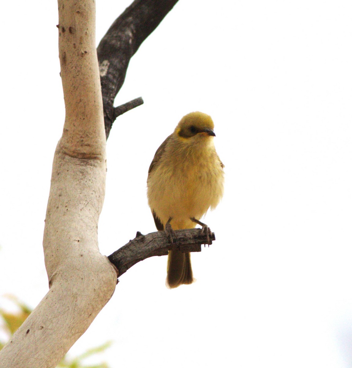 Gray-fronted Honeyeater - ML592385711