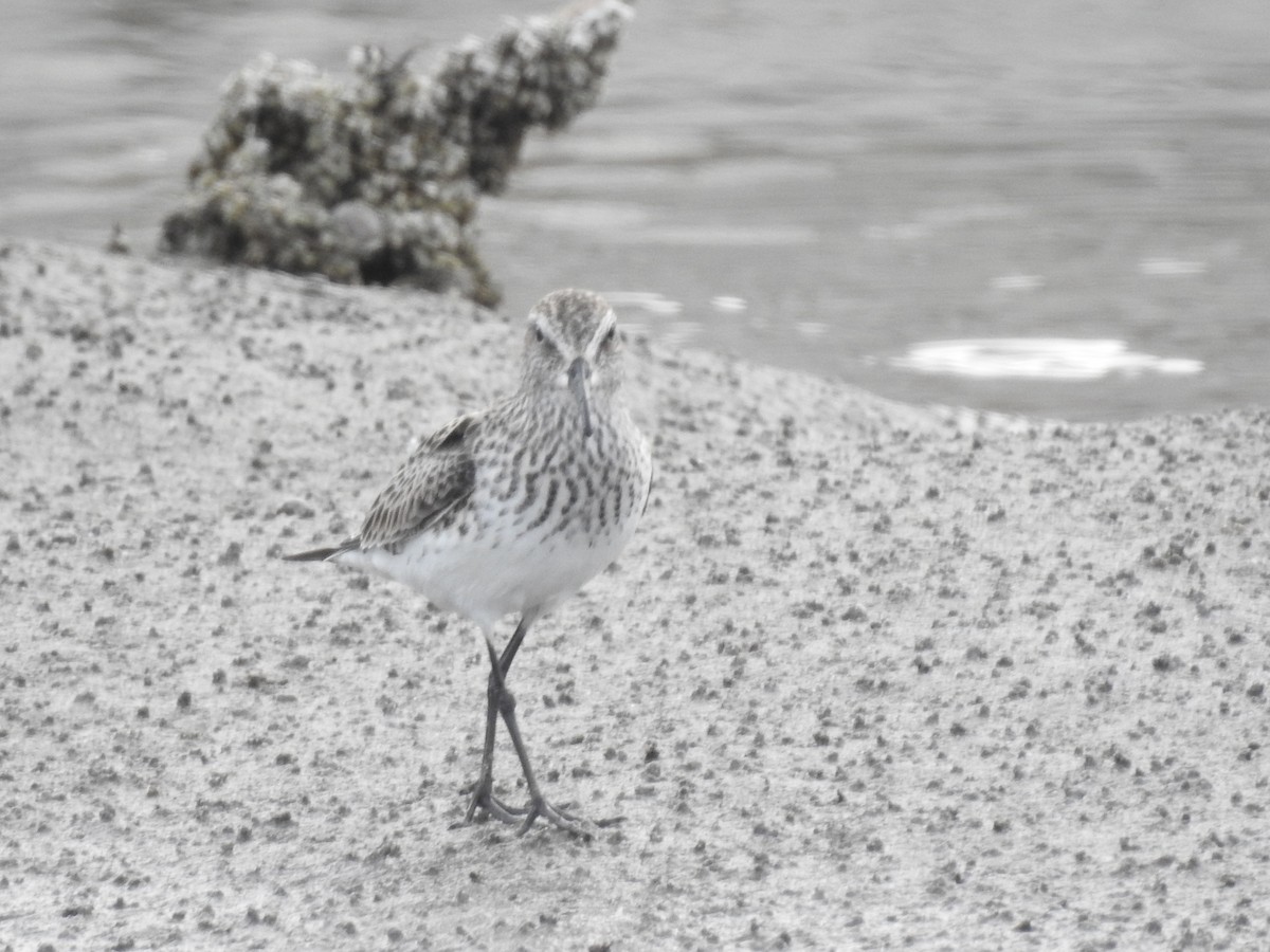 White-rumped Sandpiper - Isis Castro-Alberto  (Choose Honduras)