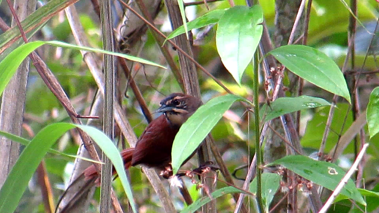 Whiskered Wren - ML592386741