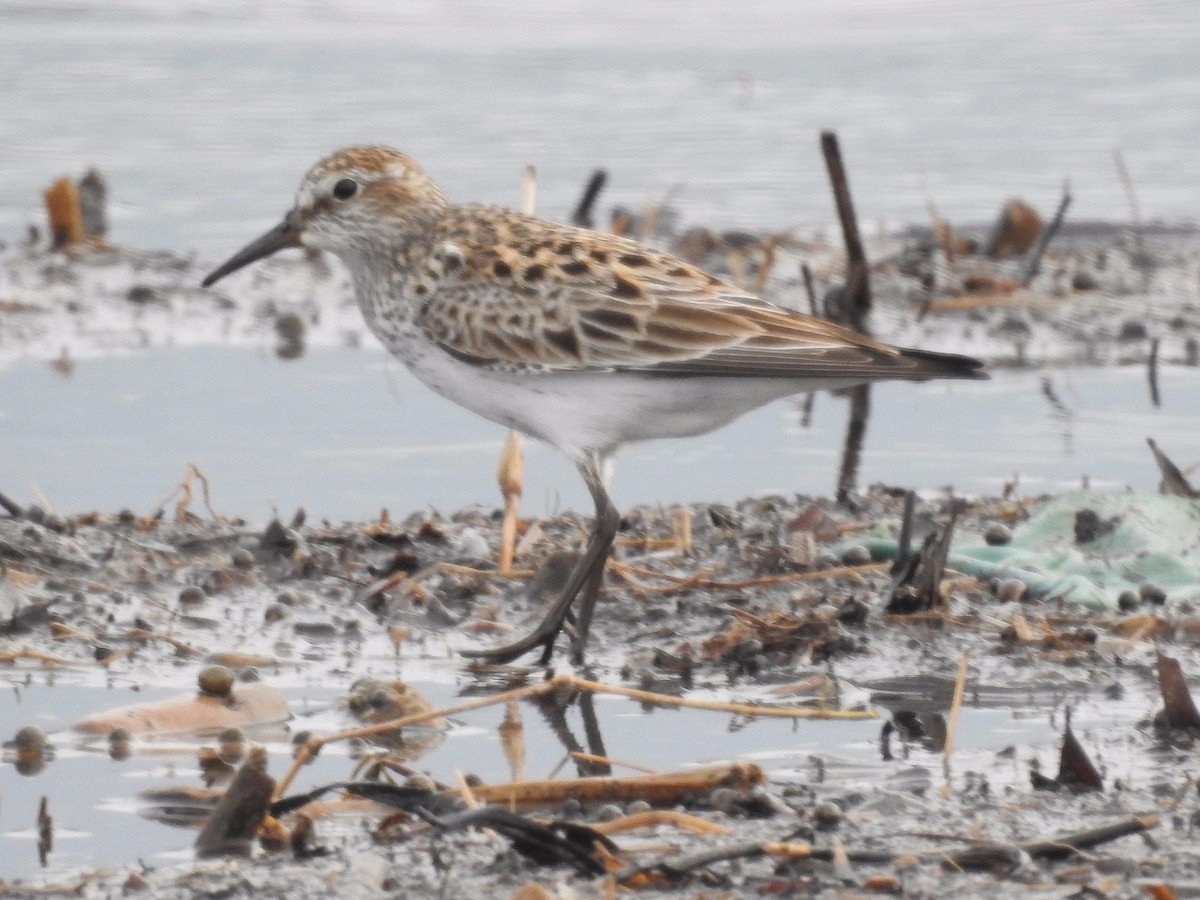 White-rumped Sandpiper - Jafeth Zablah