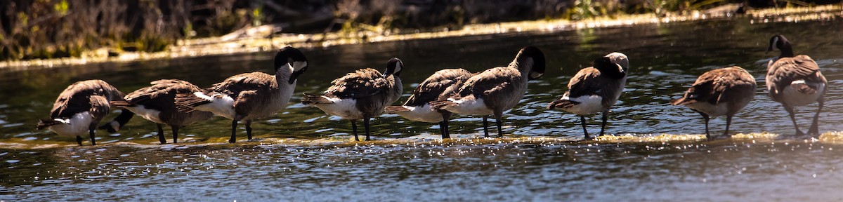 Canada Goose - ML592387321