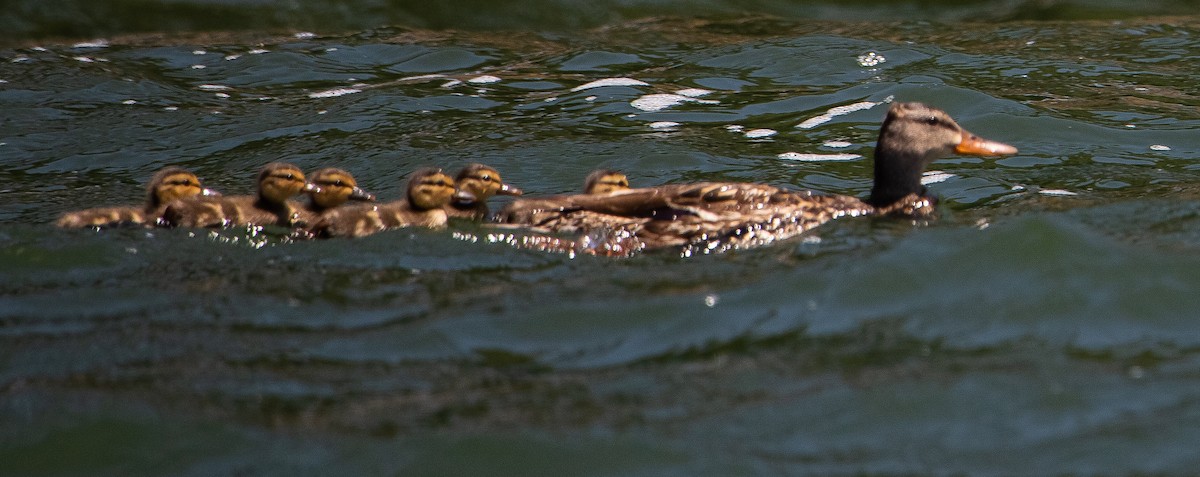 Canard colvert - ML592387421