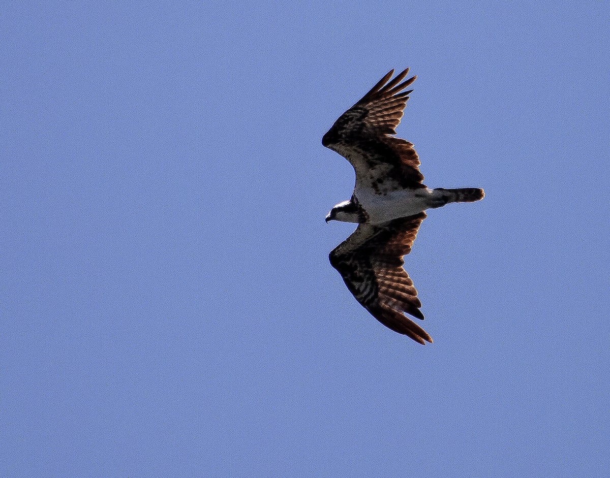 Osprey - ML592387601