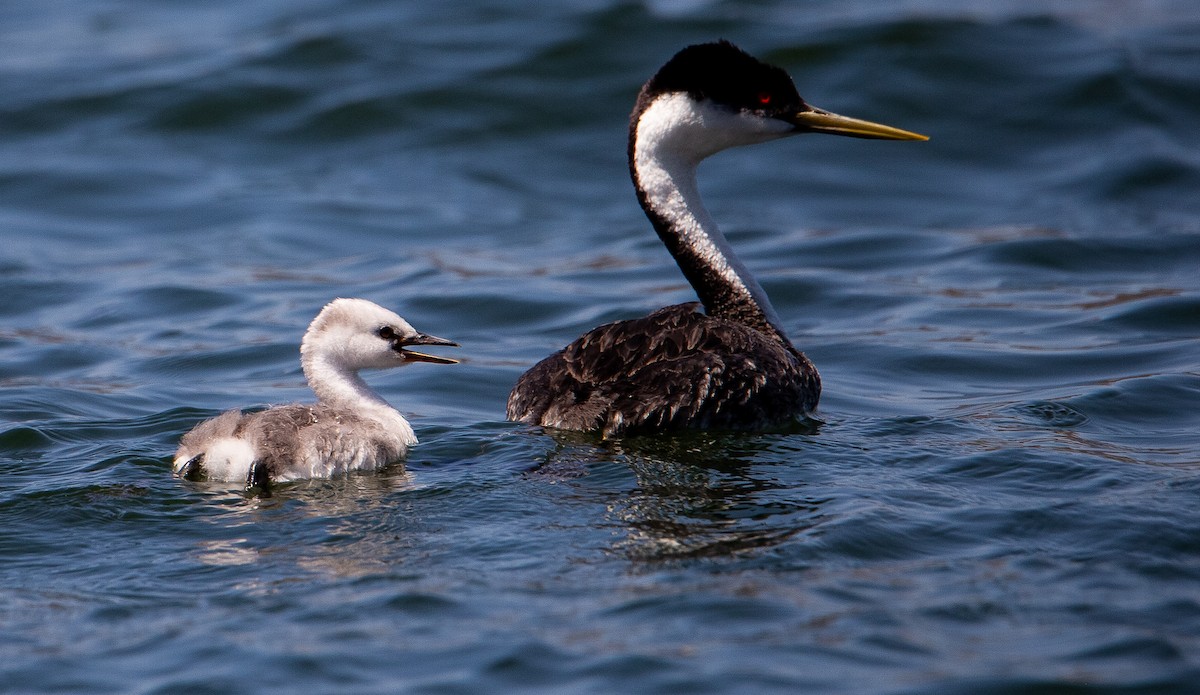 Western Grebe - Betsy Mooney