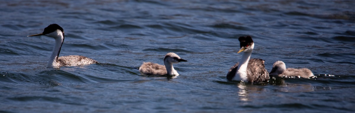 Western Grebe - Betsy Mooney