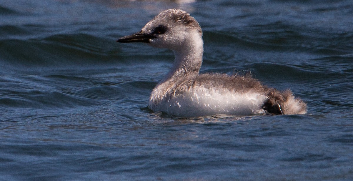 Western Grebe - Betsy Mooney