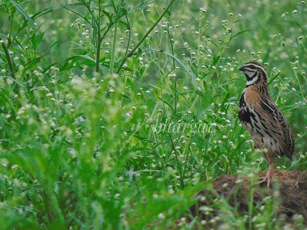 Rain Quail - ML592388821